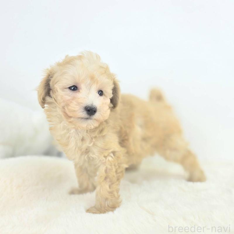 販売中の茨城県のミックス犬-424642の4枚目