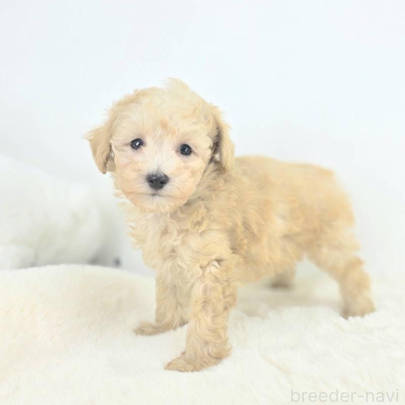 販売中の茨城県のミックス犬-424642の5枚目