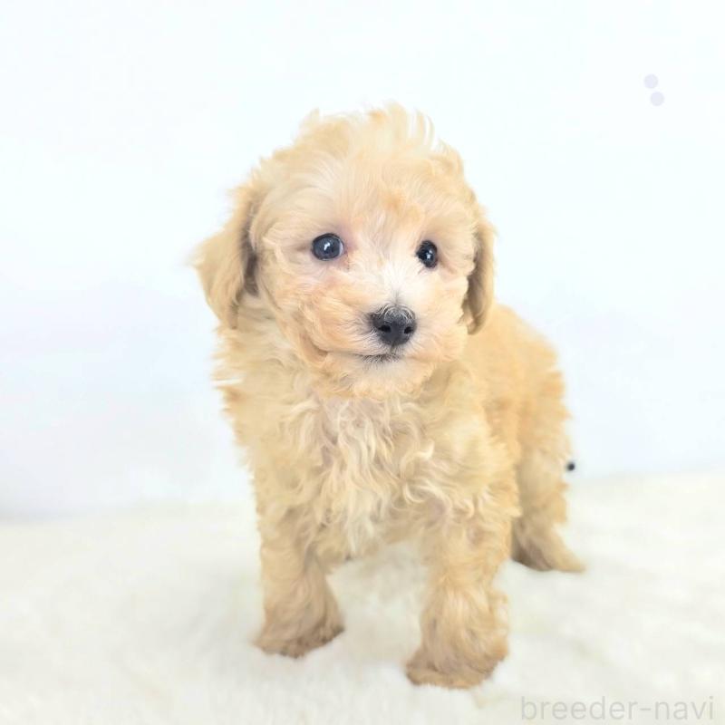 販売中の茨城県のミックス犬-424642の3枚目