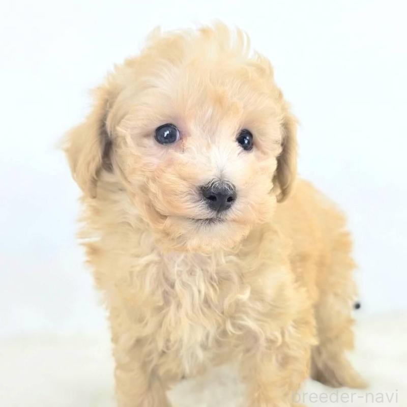 販売中の茨城県のミックス犬-424642の2枚目