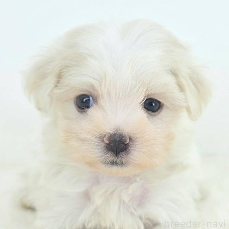 販売中の茨城県のミックス犬-424644の1枚目