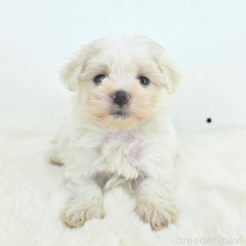 販売中の茨城県のミックス犬-424644の5枚目