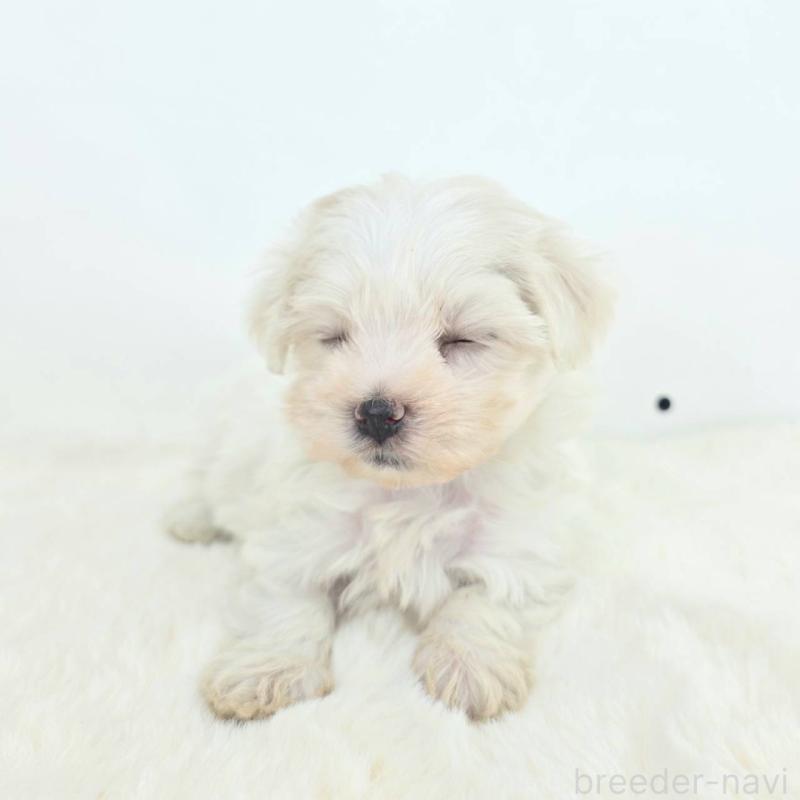 販売中の茨城県のミックス犬-424644の6枚目