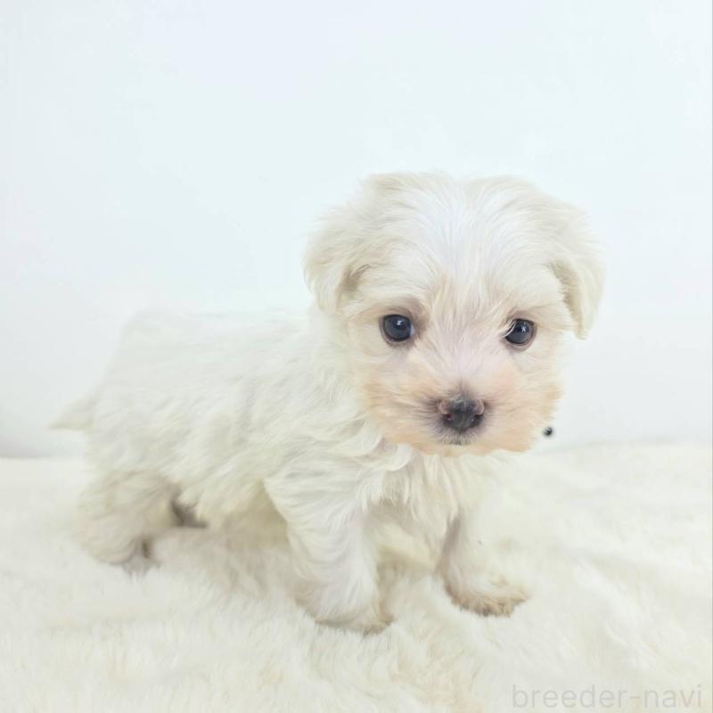 販売中の茨城県のミックス犬-424644の4枚目