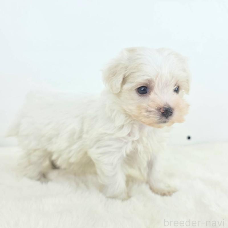 販売中の茨城県のミックス犬-424644の3枚目