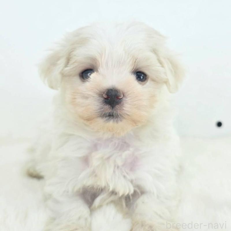 販売中の茨城県のミックス犬-424644の2枚目