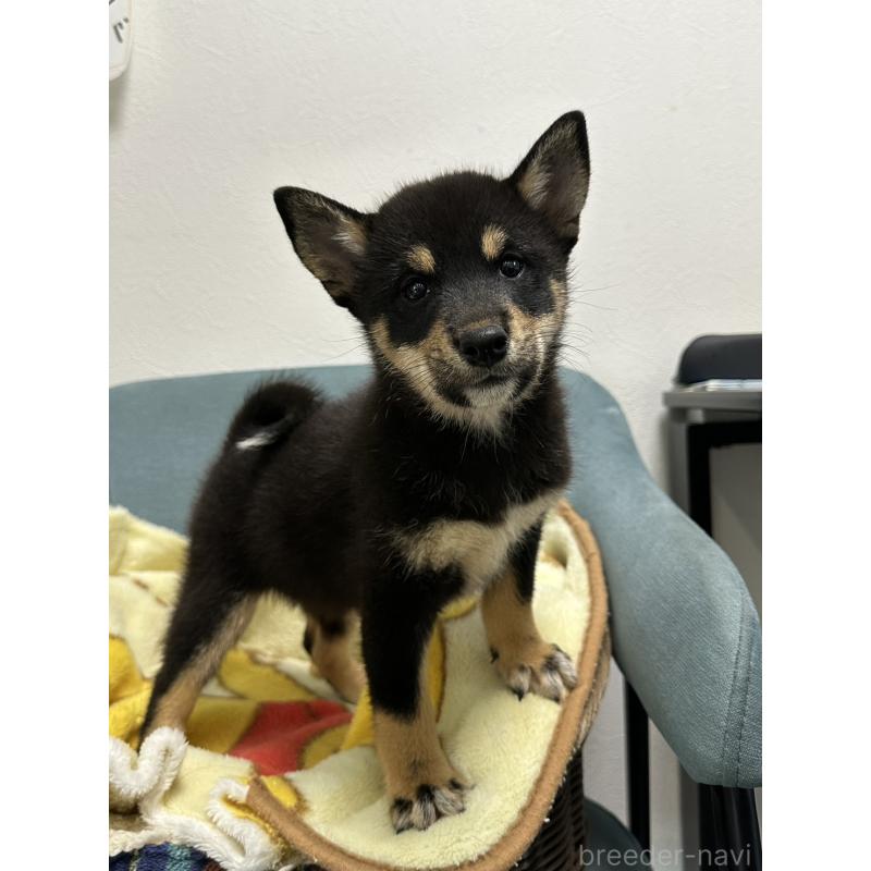 販売中の岡山県の豆柴-406197の11枚目