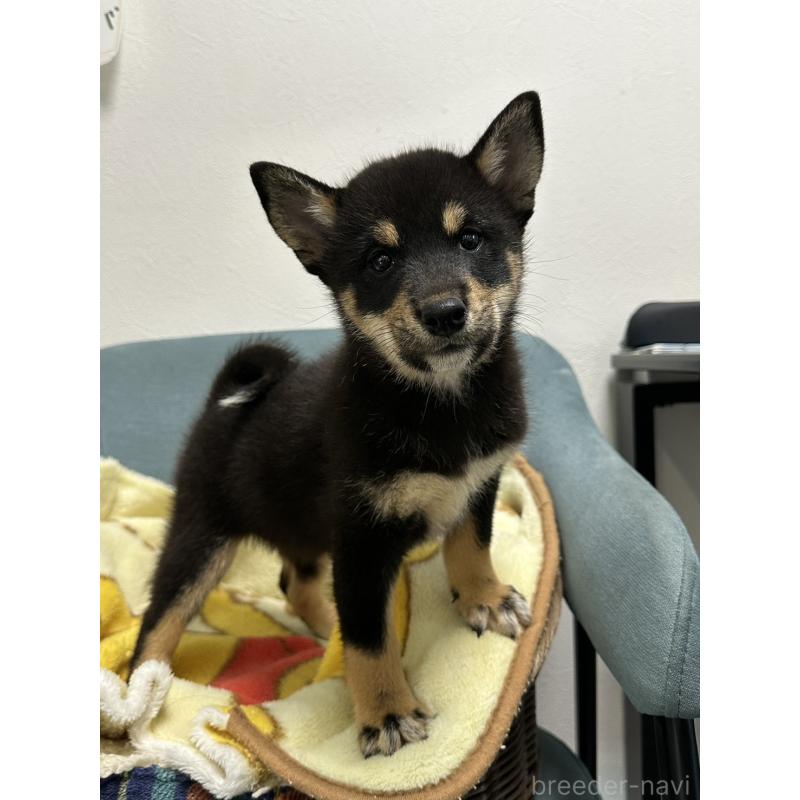 販売中の岡山県の豆柴-406197の10枚目