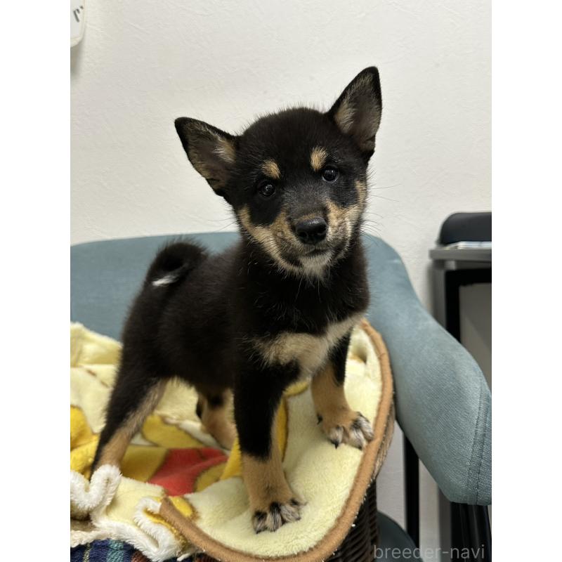 販売中の岡山県の豆柴-406197の9枚目