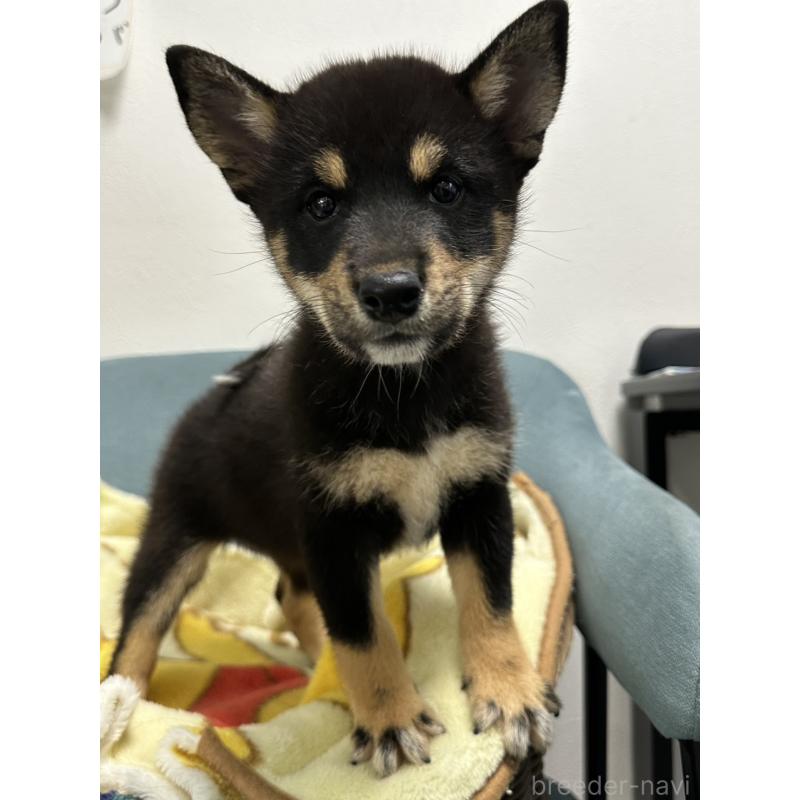 販売中の岡山県の豆柴-406197の8枚目