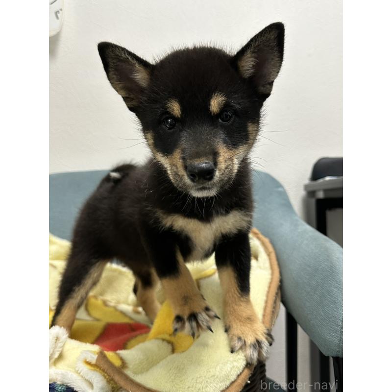 販売中の岡山県の豆柴-406197の7枚目