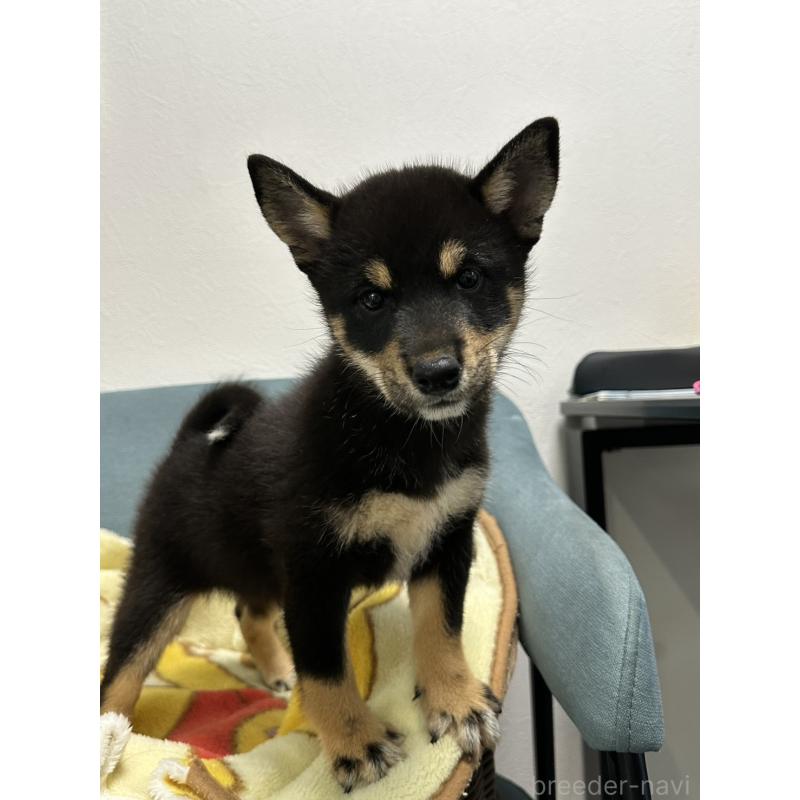 販売中の岡山県の豆柴-406197の6枚目