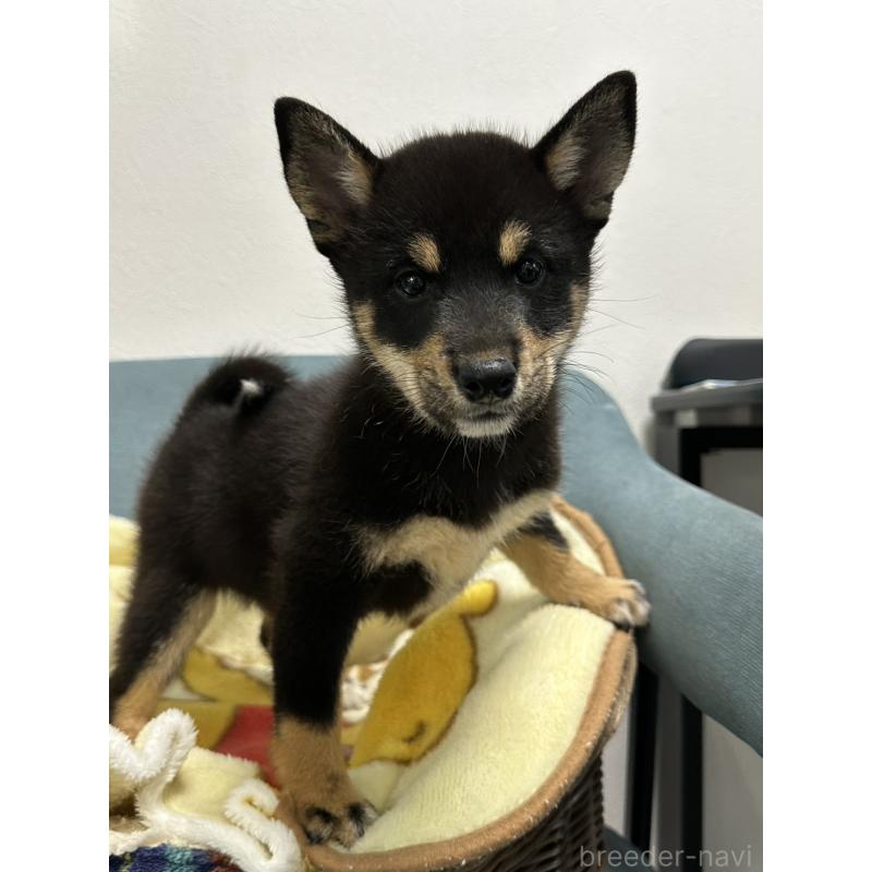 販売中の岡山県の豆柴-406197の5枚目