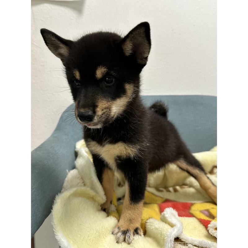 販売中の岡山県の豆柴-406197の4枚目