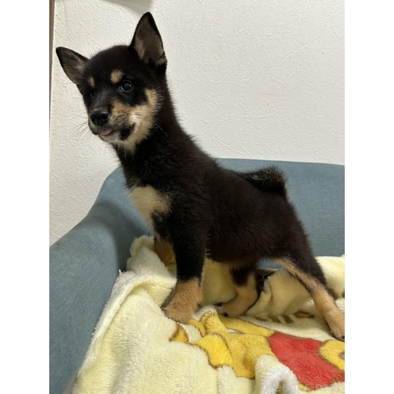 販売中の岡山県の豆柴-406197の3枚目