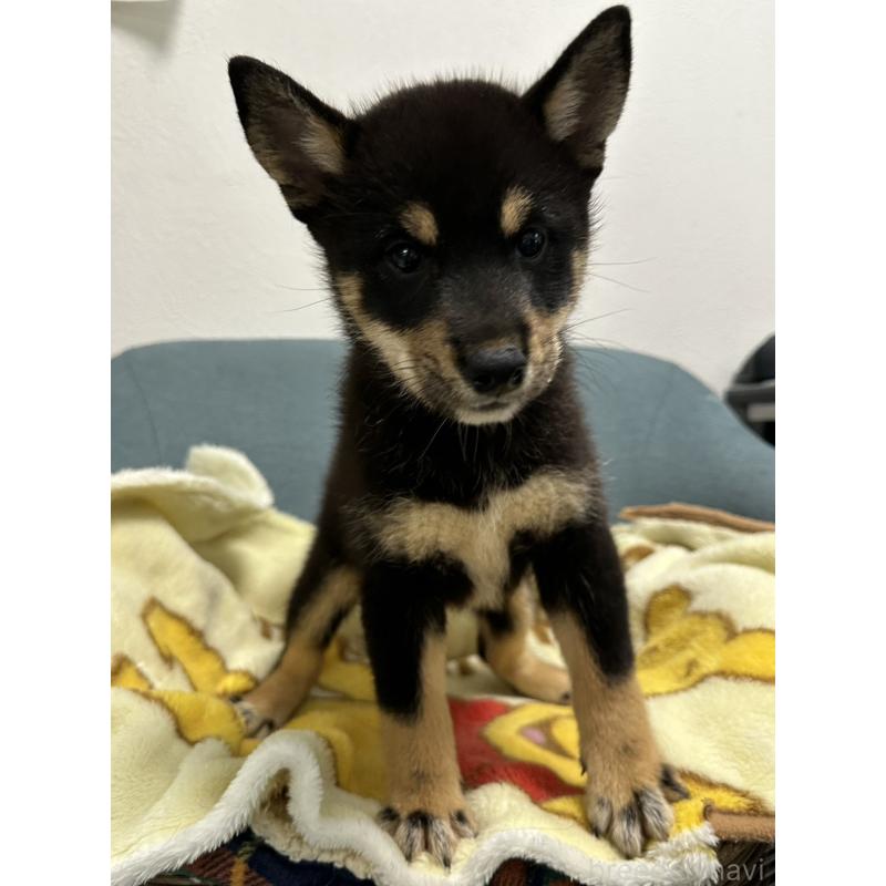 販売中の岡山県の豆柴-406197の2枚目