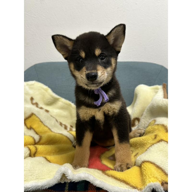 販売中の岡山県の豆柴-406196の5枚目