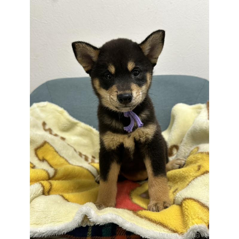 販売中の岡山県の豆柴-406196の4枚目