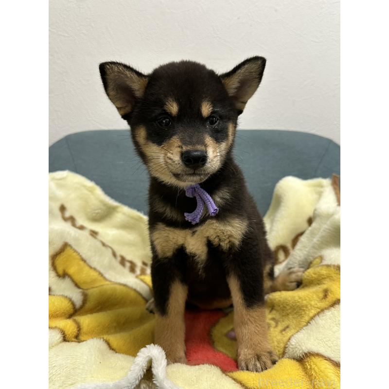 販売中の岡山県の豆柴-406196の3枚目