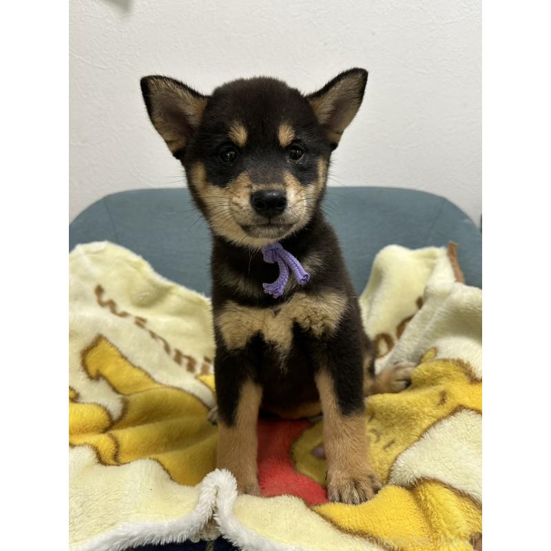 販売中の岡山県の豆柴-406196の2枚目