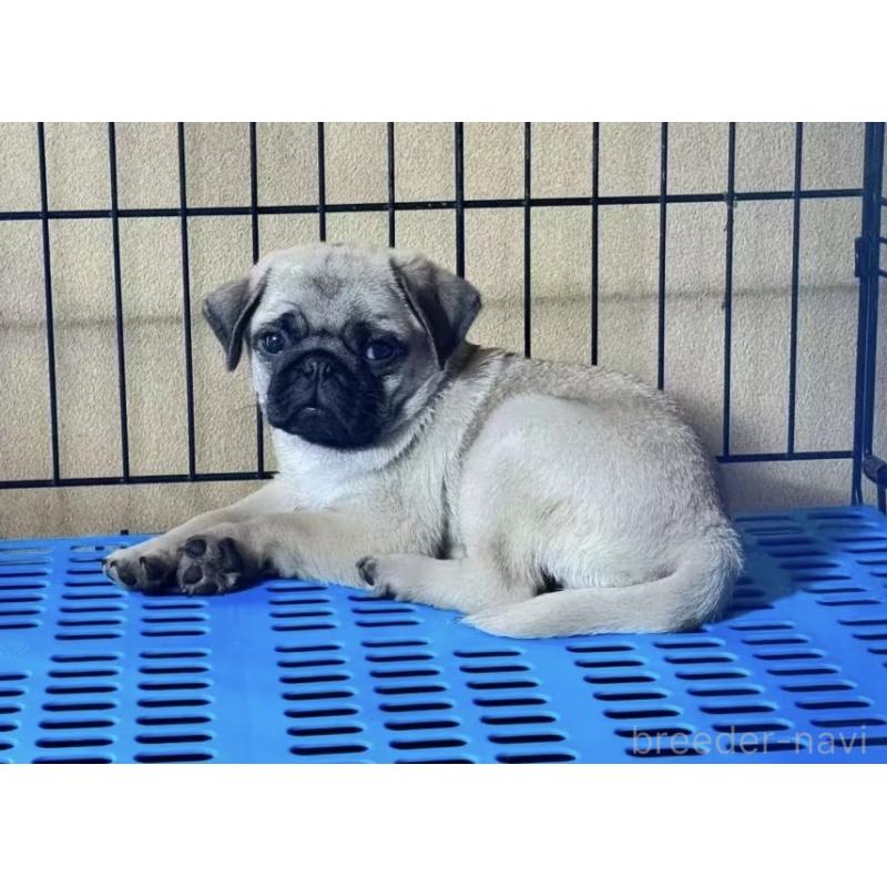 販売中の茨城県のパグ-424652の2枚目