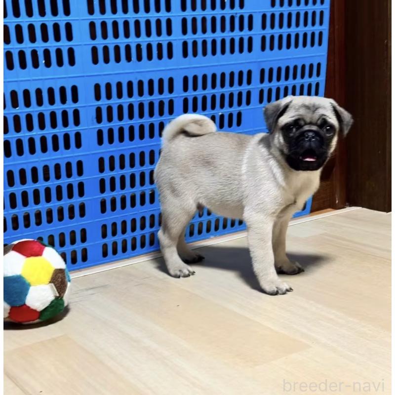 販売中の茨城県のパグ-424652の1枚目