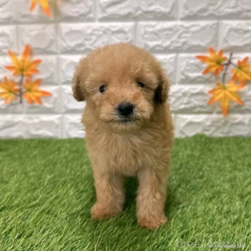 販売中の愛知県のトイプードル-424651