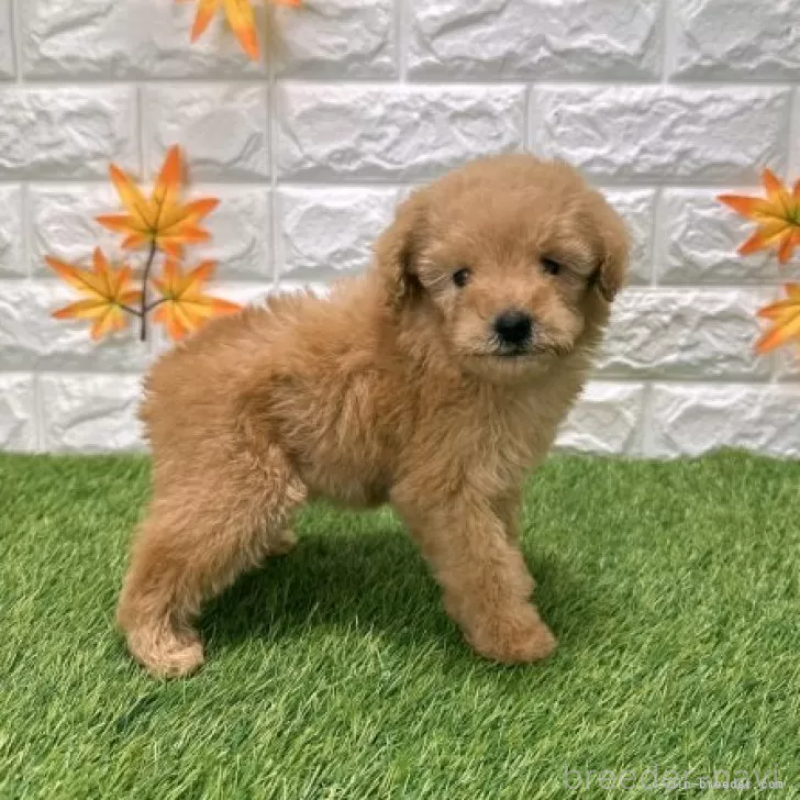 販売中の愛知県のトイプードル-424651の5枚目