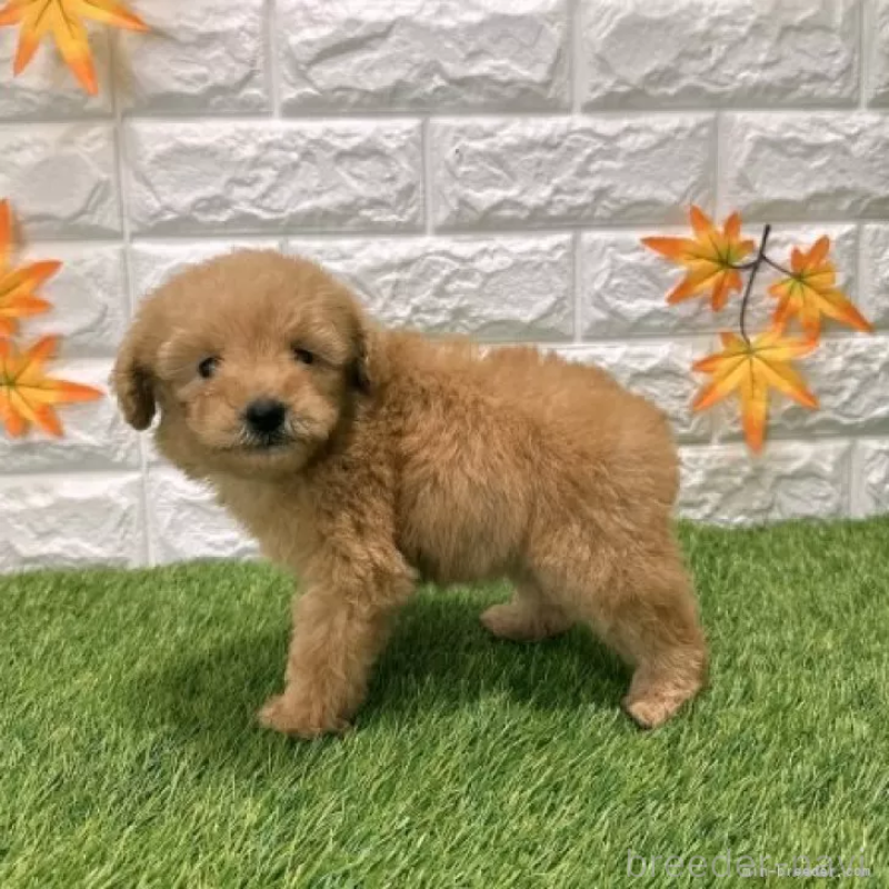 販売中の愛知県のトイプードル-424651の4枚目