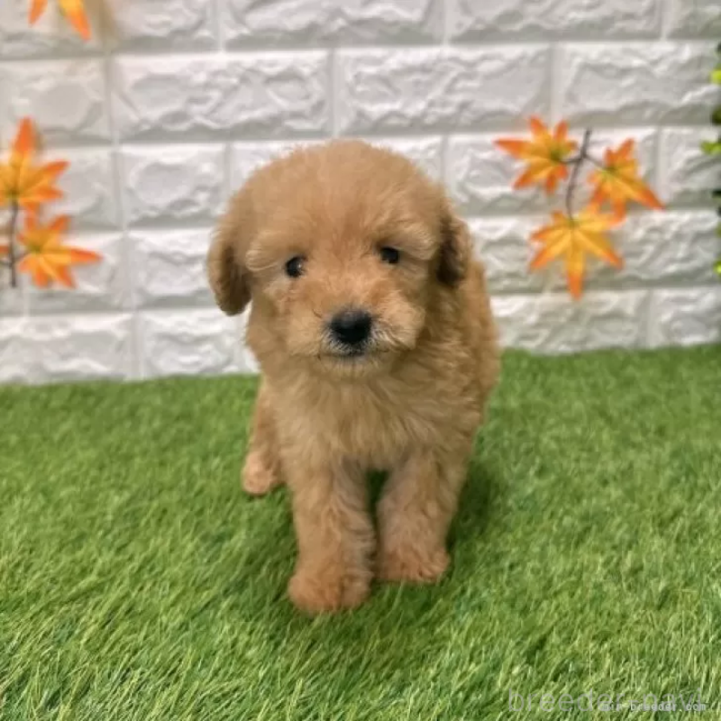 販売中の愛知県のトイプードル-424651の3枚目