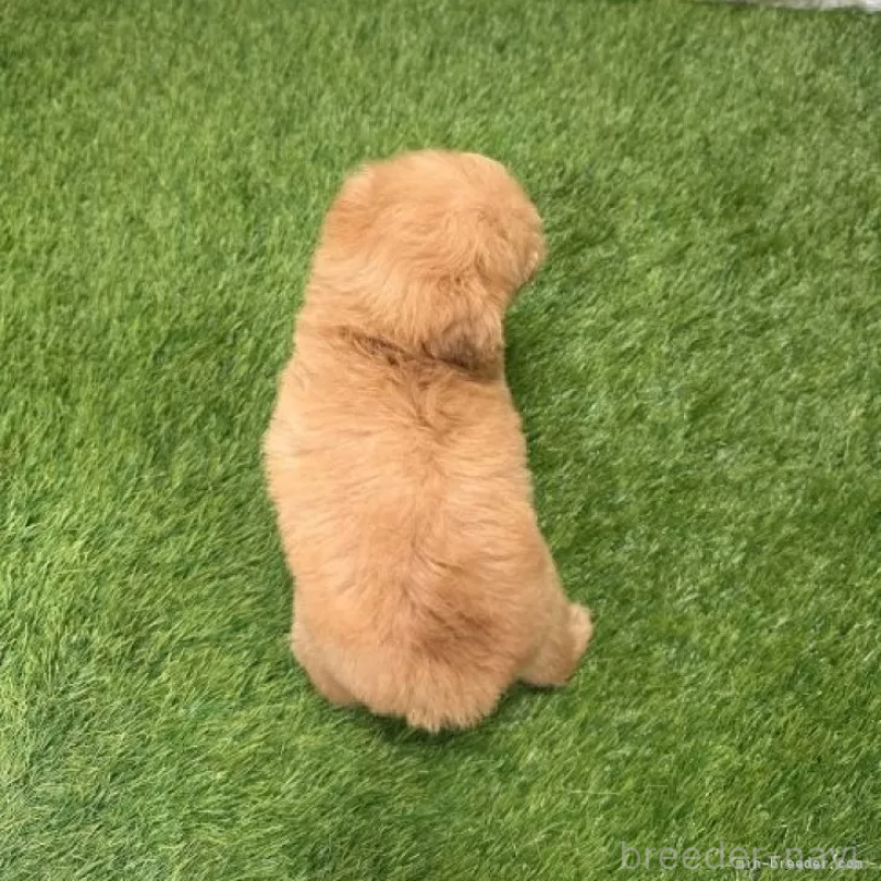 販売中の愛知県のトイプードル-424651の2枚目