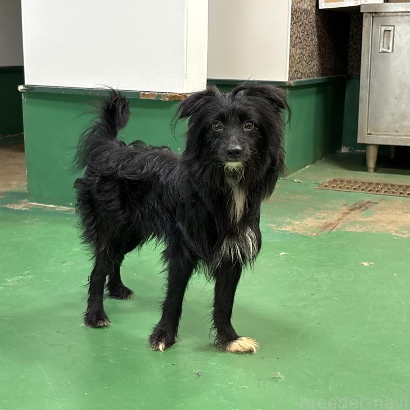 成約済の東京都のミックス犬-367351の4枚目