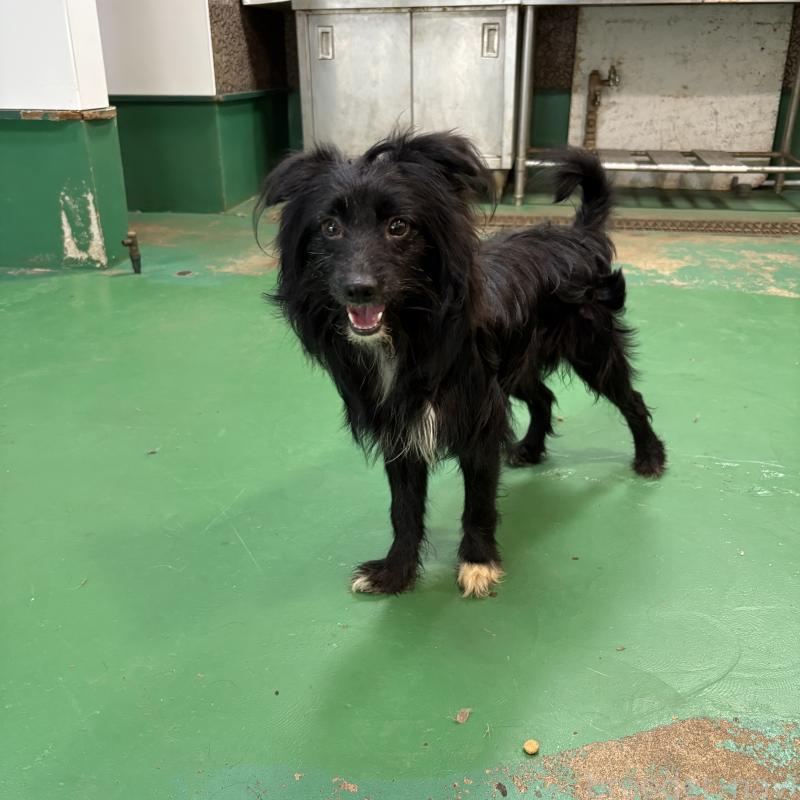 成約済の東京都のミックス犬-367351の3枚目