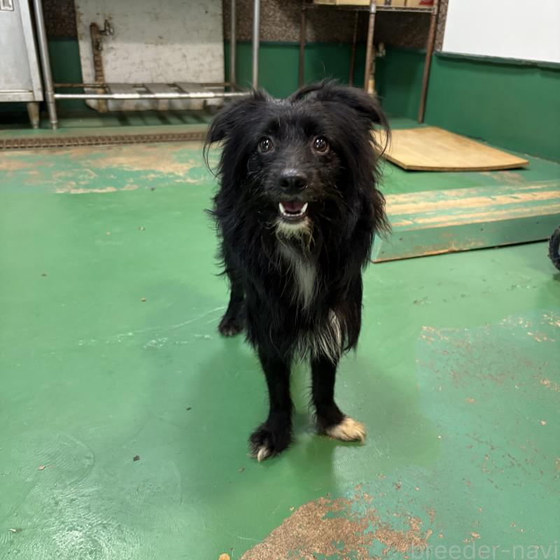 成約済の東京都のミックス犬-367351の2枚目