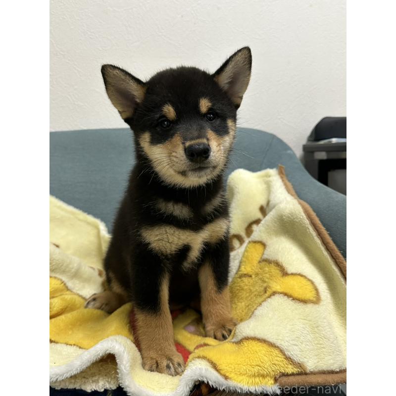 販売中の岡山県の豆柴-406193の8枚目