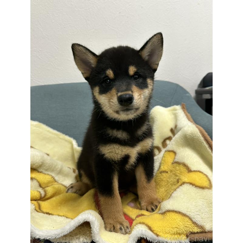 販売中の岡山県の豆柴-406193の7枚目