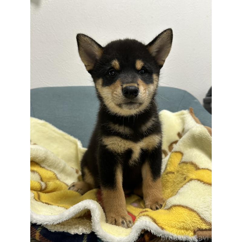 販売中の岡山県の豆柴-406193の6枚目