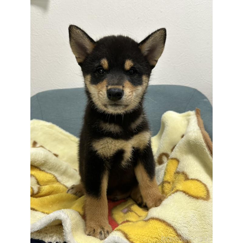 販売中の岡山県の豆柴-406193の5枚目