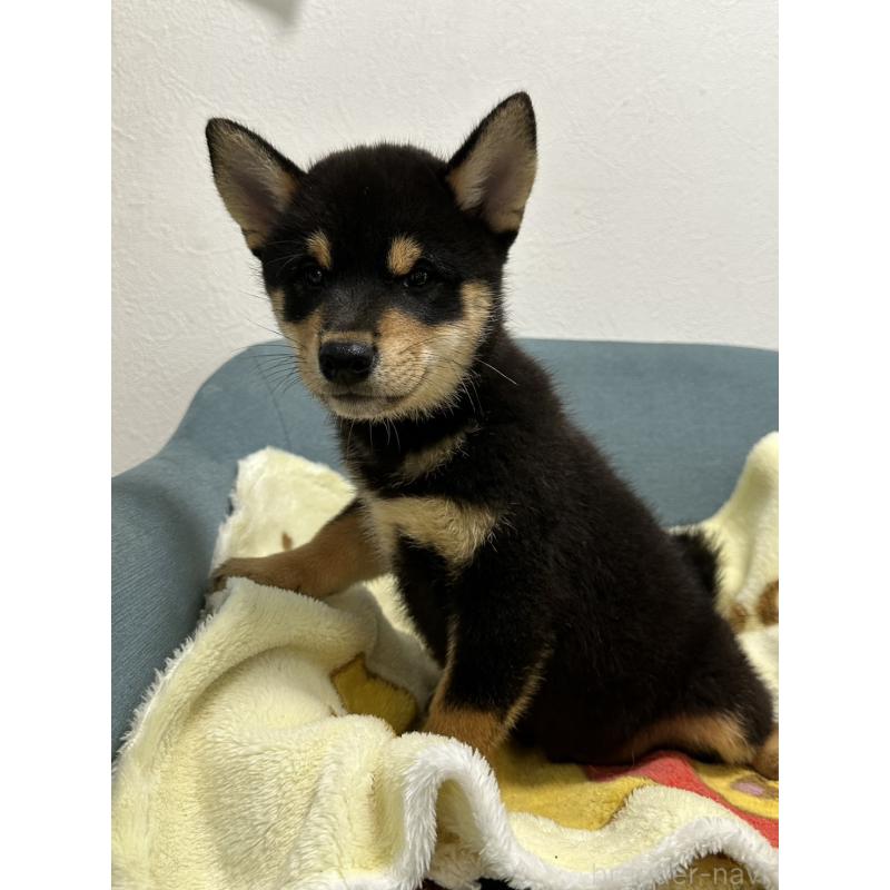 販売中の岡山県の豆柴-406193の4枚目