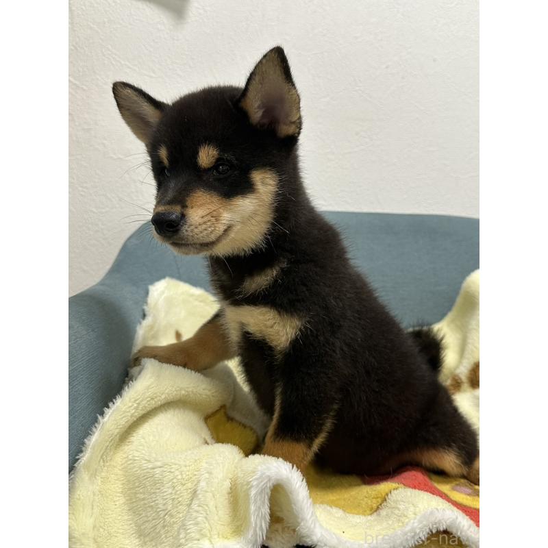 販売中の岡山県の豆柴-406193の3枚目