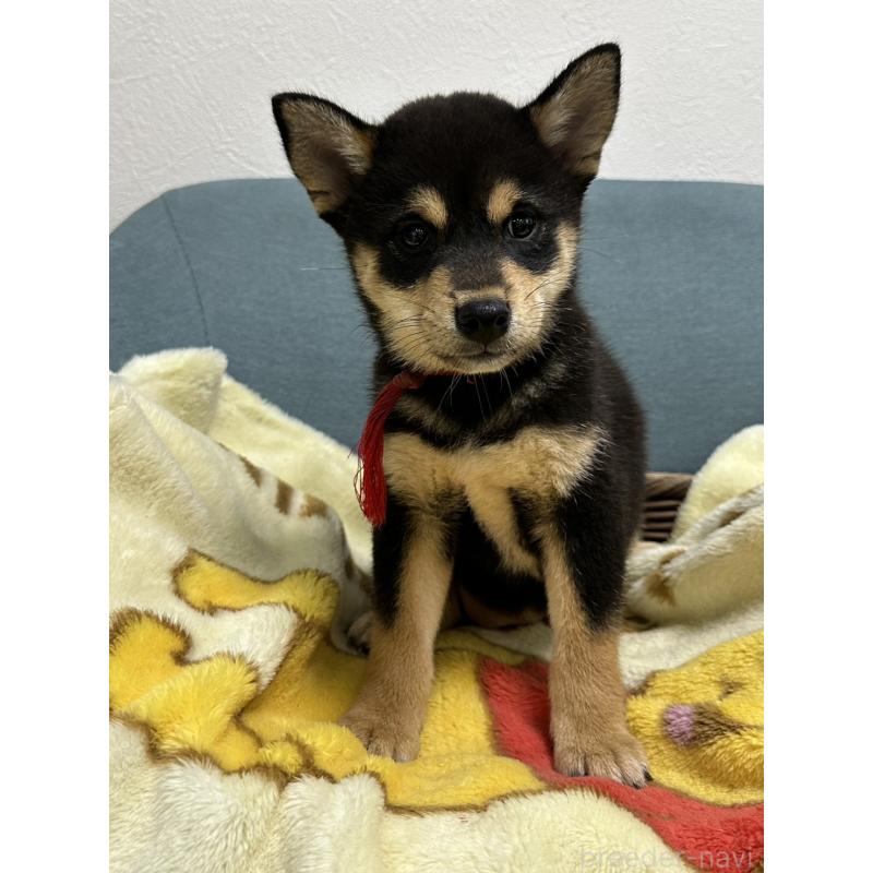 販売中の岡山県の豆柴-406193の2枚目