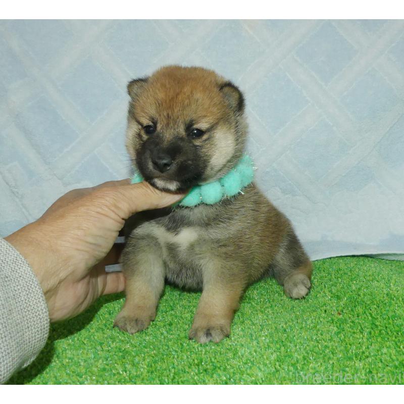 販売中の静岡県の柴犬-424655の8枚目