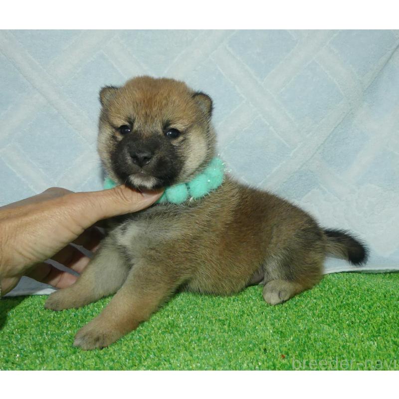 販売中の静岡県の柴犬-424655の7枚目