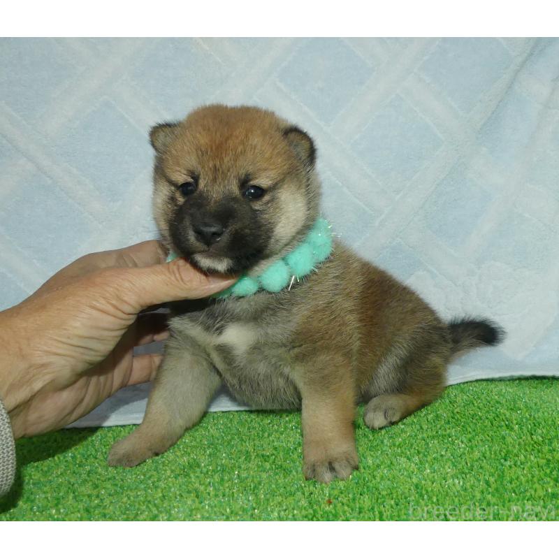 販売中の静岡県の柴犬-424655の6枚目