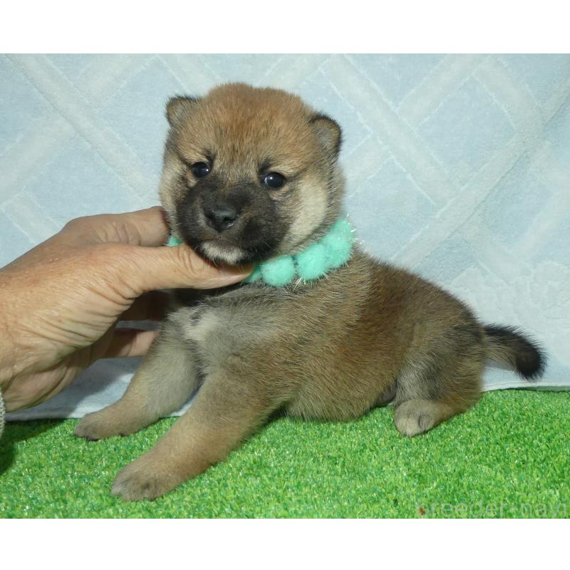 販売中の静岡県の柴犬-424655の5枚目