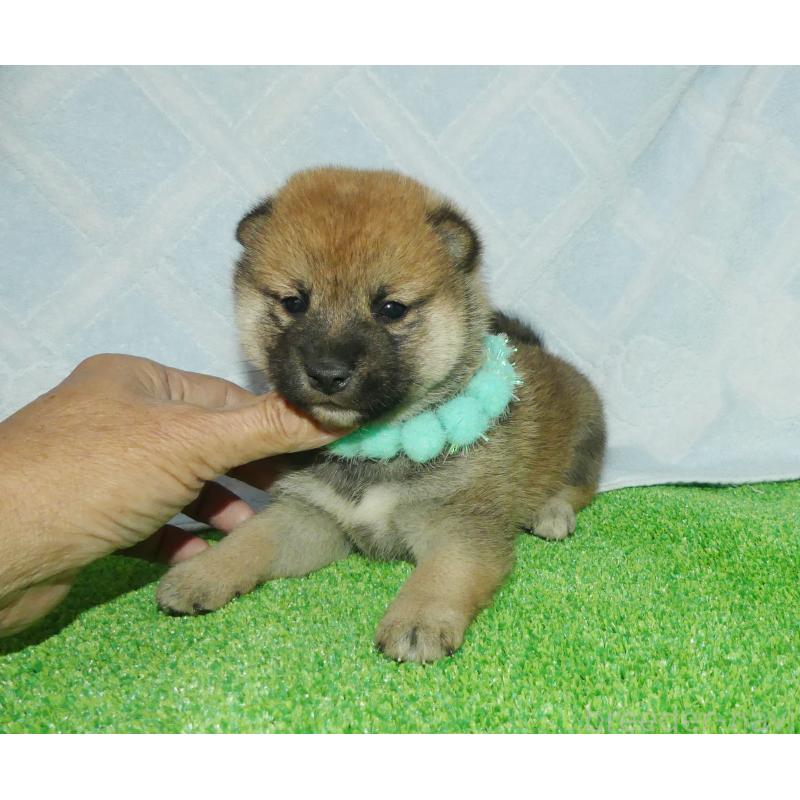 販売中の静岡県の柴犬-424655の4枚目