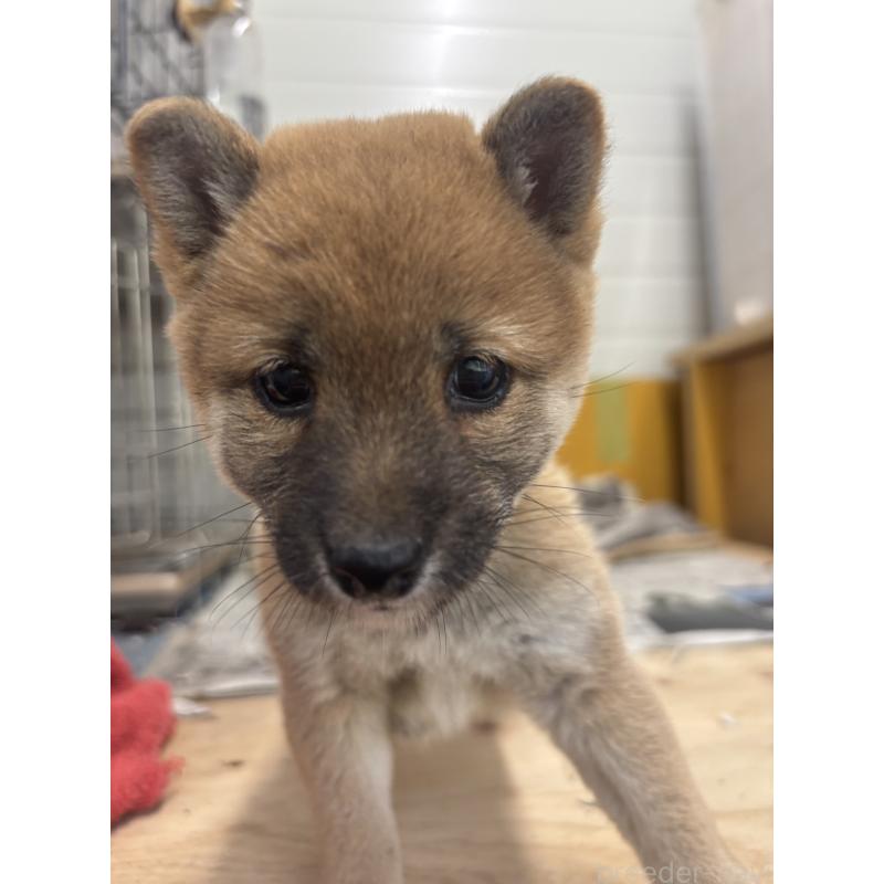 販売中の大分県の豆柴-424674の4枚目