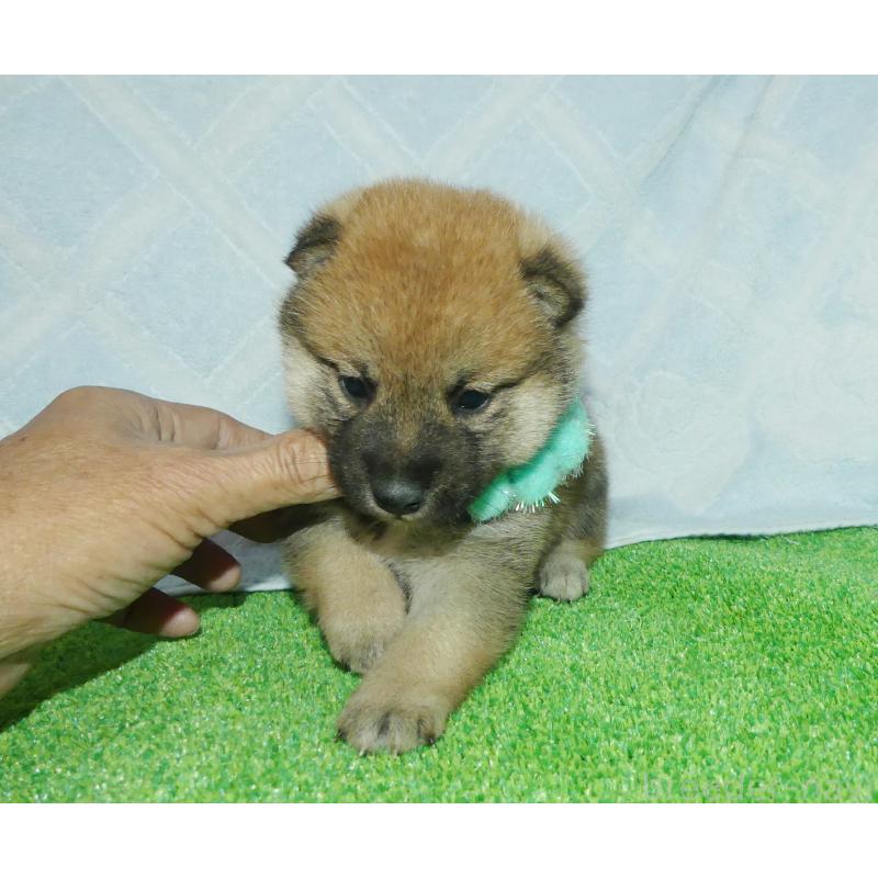 販売中の静岡県の柴犬-424655の2枚目