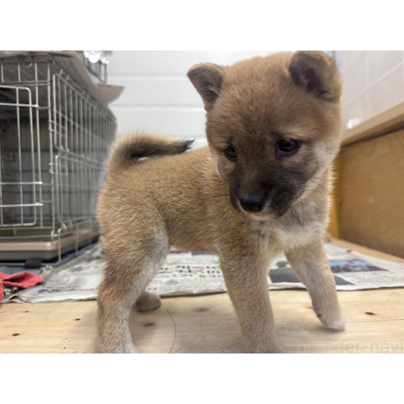 販売中の大分県の豆柴-424674の3枚目