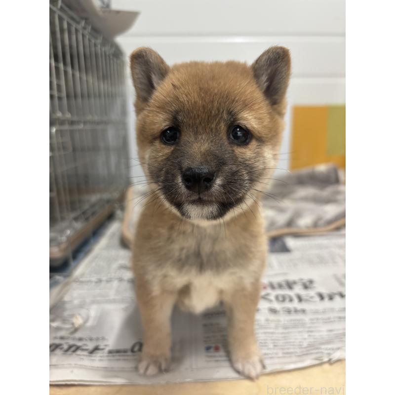 販売中の大分県の豆柴-424674の2枚目
